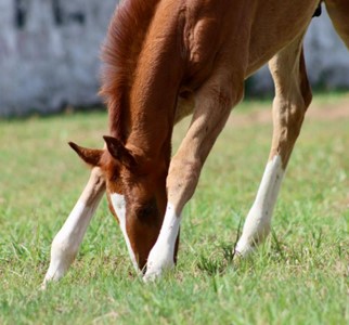 Goal Body & Horse Academy 11