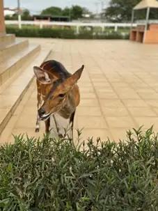 Goal Body & Horse Academy 12